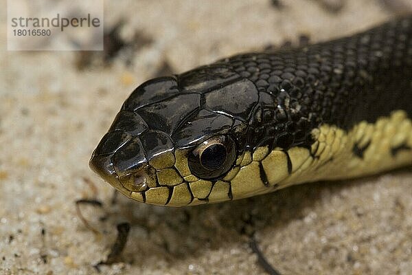 Madagaskar-Hakennasennatter  Madagaskar-Hakennasennattern  Andere Tiere  Reptilien  Schlangen  Tiere  Malagasy Giant Hognose Snake at Maroantsetra