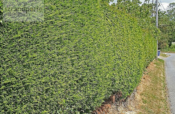 Leyland-Zypresse (Cupressus x leylandii) beschnittene Gartenhecke neben der Straße  Thelnetham  Suffolk  England  Mai