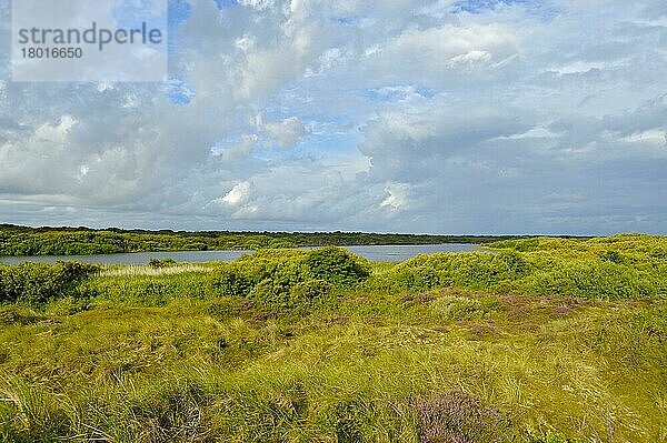 Naturschutzgebiet De Geul  Brutplatz von Löfflerkolonie  Den Hoorn  Insel Texel  Nordholland  Niederlande  Europa