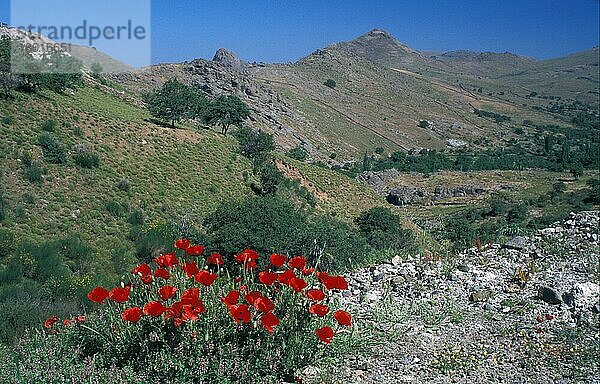 Klatschmohn (Papaver rhoeas)  Mohn  Mohnblume  Mohnblumen  Mohngewächse  Corn Poppy Greece