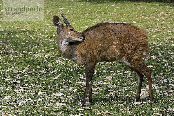 Schirrantilope  Buschbock  Schirrantilopen  Buschböcke  Antilopen  Huftiere  Paarhufer  Säugetiere  Tiere  Bushbuck  Young male