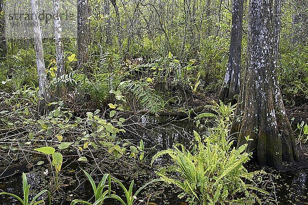Ansicht der Vegetation im Lebensraum der Zypressen-Sümpfe  Corkscrew Swamp Sanctuary  Florida (U.) S. A