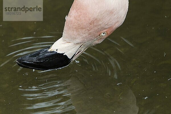 Chilenischer Flamingo (Phoenicopterus chilensis) adult  Nahaufnahme des Kopfes  Filterfütterung an der Wasseroberfläche  Durrell Wildlife Park (Jersey Zoo)