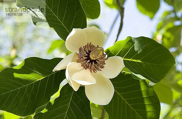 Kultivierte Magnolie (Magnolia x wieseneri) Nahaufnahme der Blüte  im Garten  Lago Maggiore  Piemont  Italien  Europa