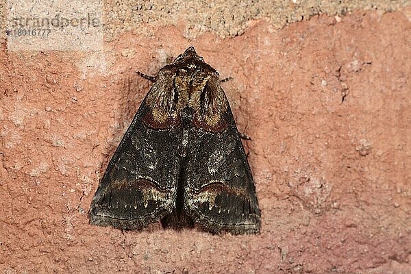 Dunkle Brille (Abrostola triplasia) erwachsen  auf Ziegelmauer ruhend  Shropshire  England  Mai