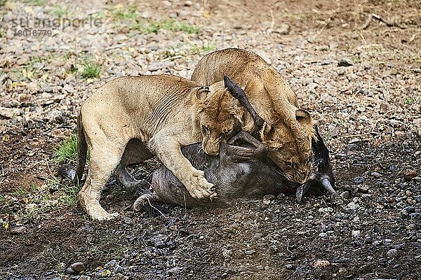 Zwei junge Männchen Löwen (Panthera leo) ersticken und töten Gnus (Connochaetes taurinus) als Beute  Masai Mara-Nationalreservat  Kenia  Afrika