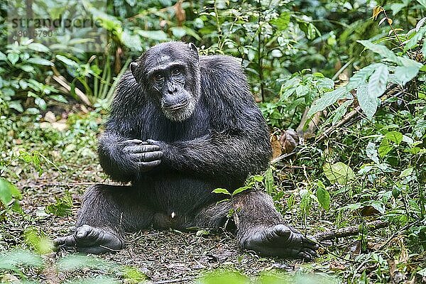 Schimpanse (Pan troglodytes schweinfurthii)  Männchen  im Wald sitzend  Kibale-Nationalpark  Uganda  Afrika