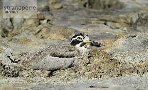 Großes Dickknie (Esacus recurvirostris)  erwachsen  auf trockenem Schlamm ruhend  Yala N. P. Sri Lanka  Februar