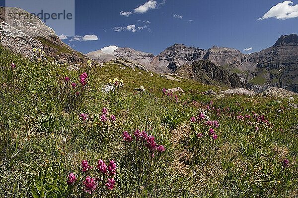 Hayden's Indian Paintbrush (Castilleja haydenii) blüht  im Lebensraum Berg  Governor Basin  oberhalb Ouray  San Juan Mountains  Colorado (U.) S. A