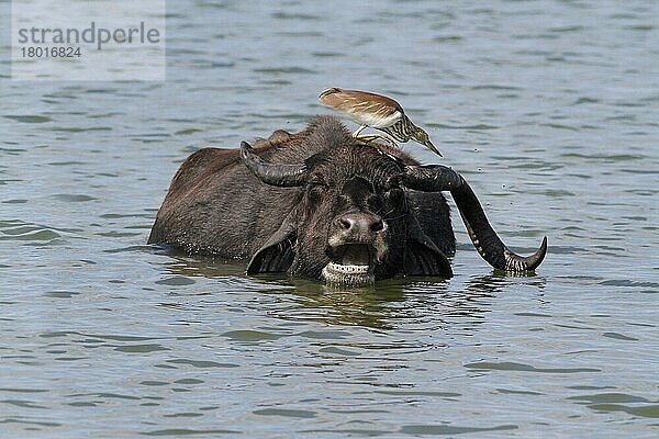 Indischer Teichreiher (Ardeola grayii) erwachsen  Gefieder nicht brütend  Fliegenfang auf dem Kopf eines Hauswasserbüffels (Bos arnee) im Wasser  Yala N. P. Sri Lanka  Januar