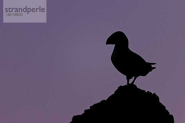 Papageitaucher (Fratercula arctica) adult  stehend auf Felsen  Silhouette in der Dämmerung  Insel Skokholm  Pembrokeshire  Wales  Juni