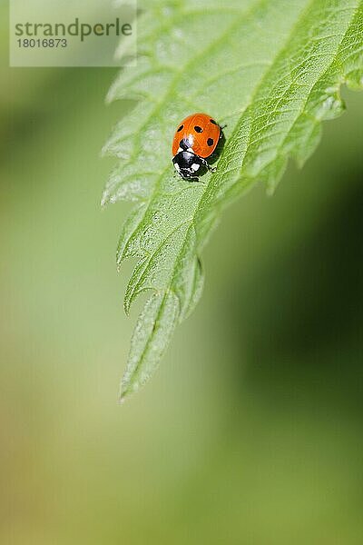 Erwachsener Sieben-Punkt-Marienkäfer (Coccinella septempunctata)  ruhend auf dem Blatt der Brennessel (Urtica dioica)  Staffordshire  England  April