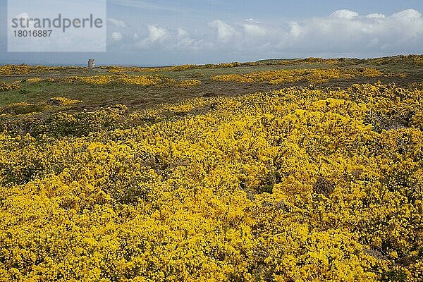 Blühender Gemeiner Ginster (Ulex europaeus)  wächst auf maritimen Heidehabitaten  Jersey  Kanalinseln  Mai  Europa