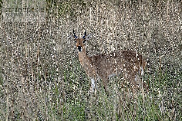 Großriedbock  Grossriedboecke  Grossriedböcke  Gross-Riedbock  Gross-Riedböcke  Gross-Riedböcke  Huftiere  Paarhufer  Säugetiere  Tiere  Male reedbuck standing in tall graß near Kwara  Okavango Delta Botswana