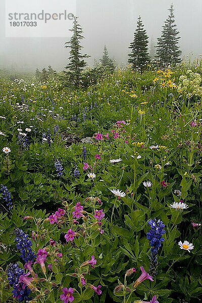 Alpen-Wildblumen  darunter Purpurne Affenblume und Lupinen  im Berggebiet  oberhalb des Chinook Pass  Mount Rainier N. P. Washington (U.) S. A