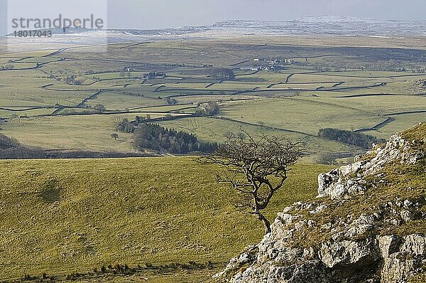 Blick auf das Hochland mit dem nackten Weißdornbaum  der auf Kalksteinfelsen wächst  Common Scars  Yorkshire Dales N. P. North Yorkshire  England  Februar