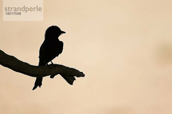 Gabelschwanzdrongo (Dicrurus adsimilis) erwachsen  auf einem Ast sitzend  Silhouette in der Morgendämmerung  Kalahari Gemsbok N. P. Kgalagadi Transfrontier Park  Nordkap  Südafrika  Dezember