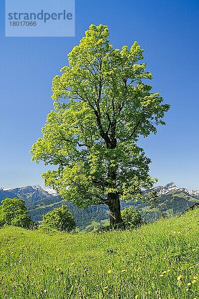 Freistehender Bergahorn im Bergfrühling  bei Ennetbühl im Toggenburg mit Speer im Hintergrund  Kanton St. Gallen  Schweiz  Europa