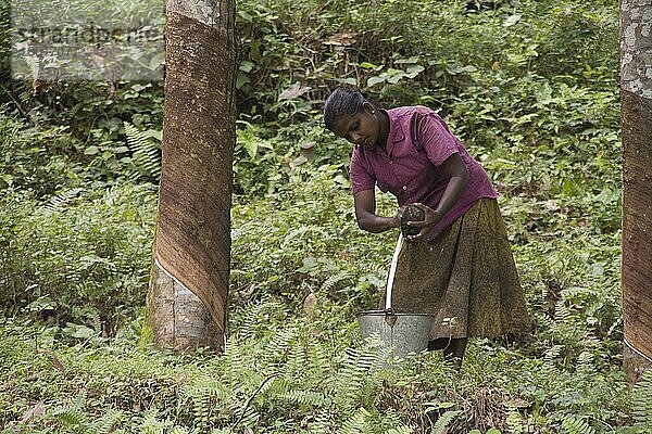 Die Verarbeitung von Latexgummi aus der Auffangschale in einen Eimer. Sri Lanka