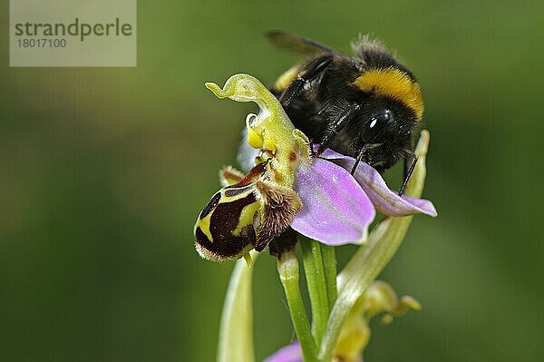 Hummel (Bombus sp.)  erwachsenes Männchen  versucht sich mit der Bienenorchidee (Ophrys sp.) zu paaren  verwechselt sie mit dem Weibchen der Art  Italien  möglicherweise  Europa