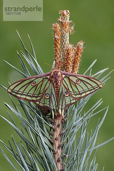 Spanischer Nachtfalter (Graellsia isabellae)  erwachsenes Weibchen  ruhend auf Blüten der Waldkiefer (Pinus sylvestris)  Mai