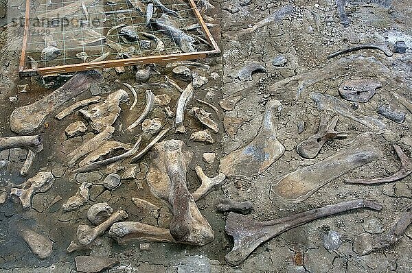 Fossilien-Steinbruch  Standort der meisten Dinosaurierarten aus der Kreidezeit  die je gefunden wurden  Dinosaur Provincial Park  Alberta  Kanada  Oktober  Nordamerika