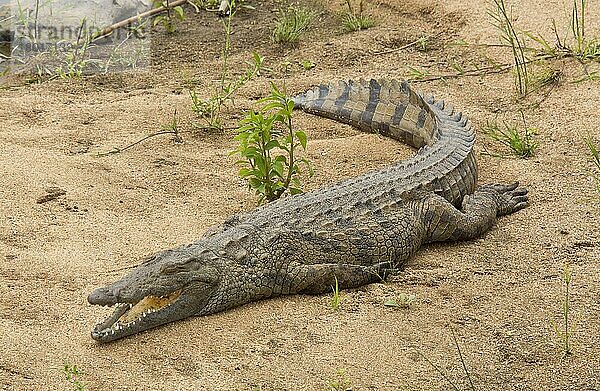 Nilkrokodil (Crocodylus niloticus) adult  rastet am Fluss  Kruger N. P. Great Limpopo Transfrontier Park  Südafrika  Dezember