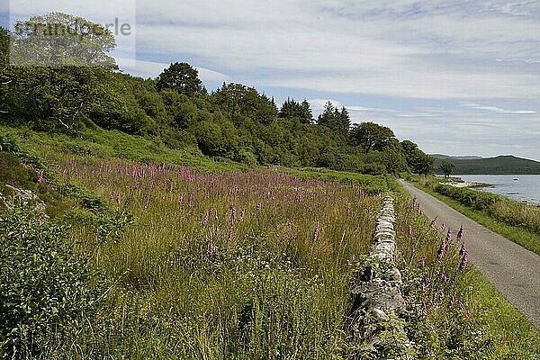 Feld der Fuchshandschuhe auf der Insel Jura  Schottland  Großbritannien  Europa