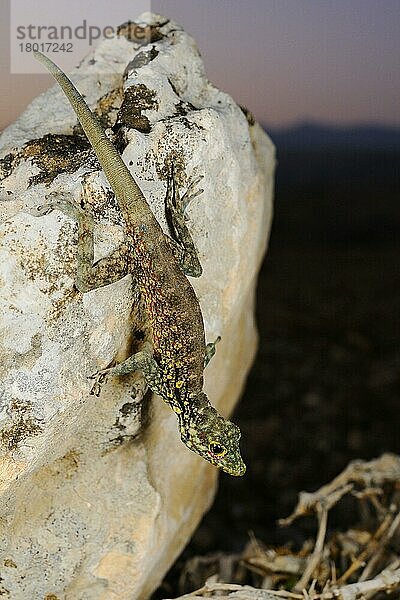 Haggier Massif Rock Gecko (Pristurus insignoides) erwachsen  auf Felsen in der Wüste bei Nacht  Sokotra  Jemen  Marsch  Asien