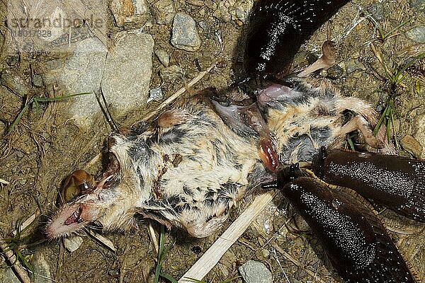 Große Schwarze Schnecke (Arion ater) drei Erwachsene  die sich von der Leiche einer Spitzmaus (Sorex araneus) ernähren  Powys  Wales  Juli