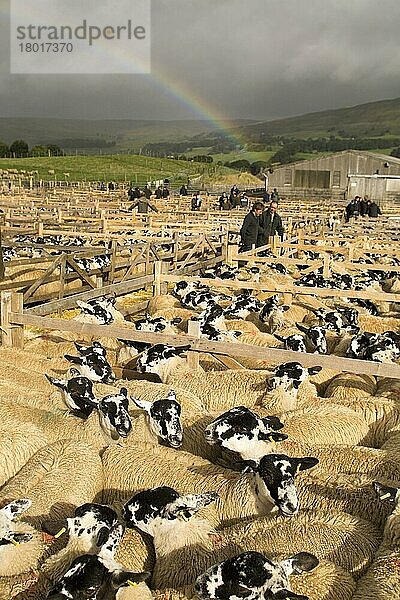 Hausschafe  Maultierschafe  mit Landwirten  die auf dem Viehmarkt Herden in Buchten betrachten  Hawes  Wensleydale  Yorkshire Dales N. P. North Yorkshire  England  September