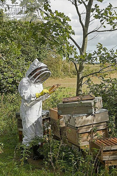 Bienenhaltung  Imker inspiziert Arbeiterinnen und Arbeiter von Western Honey Bee (Apis mellifera)  auf Rahmen aus Bienenstock  Suffolk  England  September