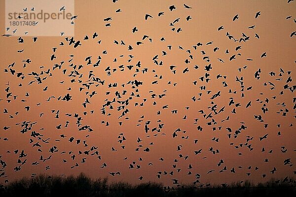 Rook (Corvus frugilegus) und Dohle (Corvus monedula) gemischte Herde  im Flug  Ankunft am Schlafplatz  Silhouette bei Sonnenuntergang  Norfolk  England  Dezember