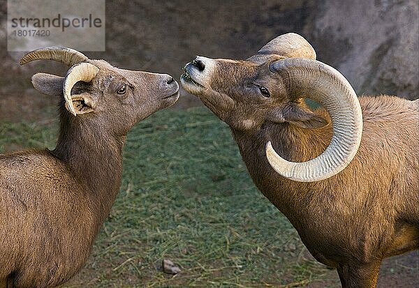 Wüsten-Bighorn-Schaf (Ovis canadensis nelsoni)  erwachsene männliche und weibliche Tiere  Nahaufnahme der Köpfe  Arizona (U.) S. A