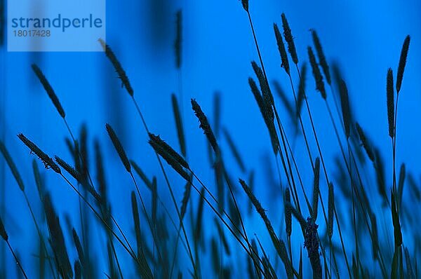 Timothy Graß (Phleum pratense) Blütennadeln  Schattenriss in der Dämmerung  Kent  England  Mai