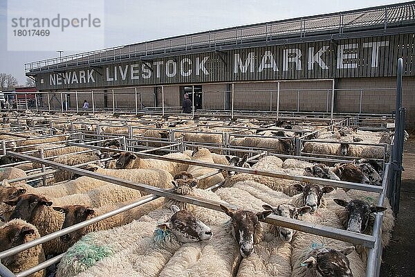 Hausschafe  Herde in Pferchen auf dem Viehmarkt  Newark Livestock Market  Newark  Nottinghamshire  England  März