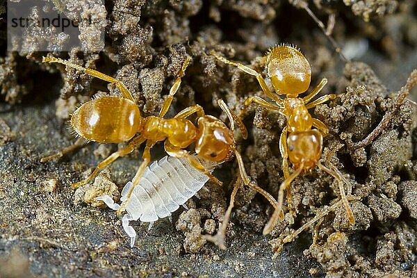 Ameisen-Baumassel (Platyarthrus hoffmannseggi) erwachsen  mit Gelbe Wiesenameise (Lasius flavus) erwachsene Arbeiter  im Nest  Powys  Wales  Mai