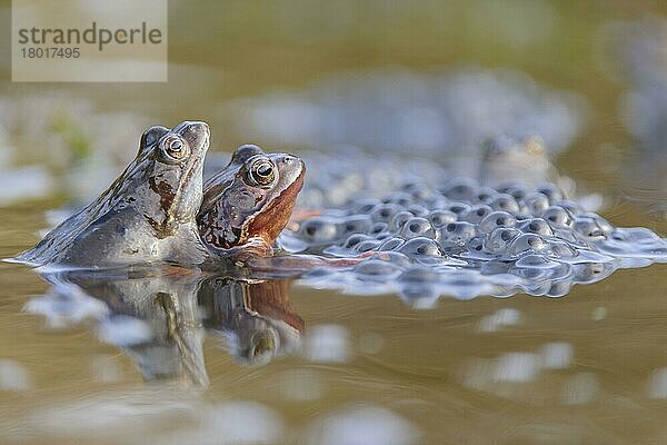 Gewöhnlicher Frosch (Rana temporaria)  erwachsenes Paar  im Amplexus neben dem Laich im Brutbecken  Cannock Chase  Staffordshire  England  März