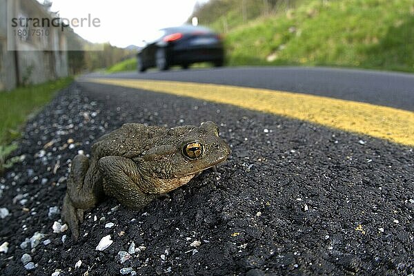 Erdkröte  Erdkröten (Bufo bufo)  Amphibien  Andere Tiere  Frösche  Kröte  Kröten  Tiere  Common Toad adult  on road with passing car whilst trying to reach breeding site  Northern Italy  april