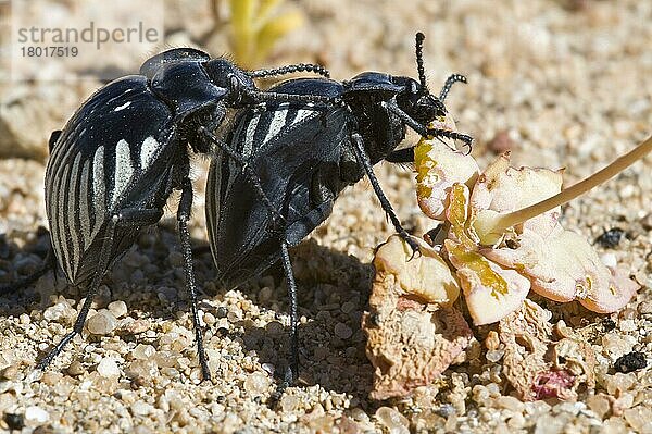 Käfer (Gyriosomus gebieni) erwachsenes Paar  Paarung  Weibchen ernährt sich von den Blättern von Cistanthe sp. in der Küstenwüste  Atacamawüste  Chile  Südamerika