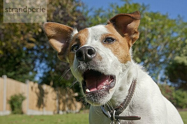 Haushund  Parson Russell Terrier  erwachsen  Nahaufnahme des Kopfes  Bellen im Garten  England  August