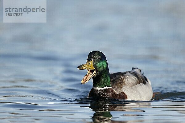 Stockenten (Anas platyrhynchos)  erwachsenes Männchen  rufend und schwimmend  Northumberland  England  Mai