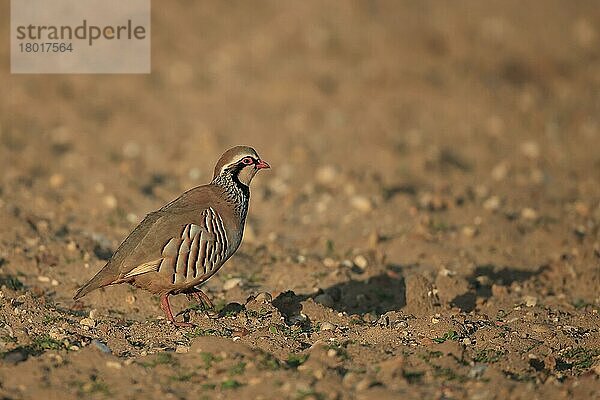 Rotfußhuhn (Alectoris rufa)  erwachsen  auf Ackerland laufend  Norfolk  England  März