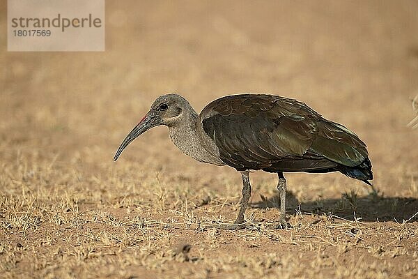 Hadada Ibis (Bostrychia hagedash) erwachsen  stehend auf trockenem Boden  Südafrika  August