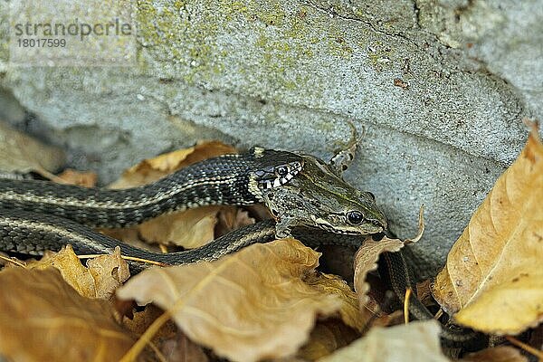 Ringelnatter (Natrix natrix) gestreifte Form  erwachsen  ernährt sich vom Sumpffrosch (Rana ridibunda)  Bulgarien  September  Europa