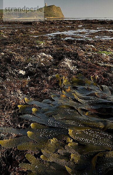 Zahnfleck (Fucus serratus) Wedel  am Ufer mit Felspools bei Ebbe  mit Clavel Tower auf der Klippenspitze in der Ferne  Kimmeridge Bay  Dorset  England  Marsch