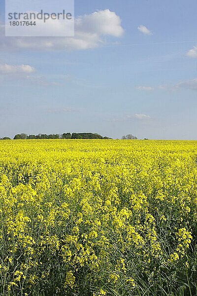 Ernte von Raps (Brassica napus)  Blüte im Feld  Thorner  West Yorkshire  England  Mai