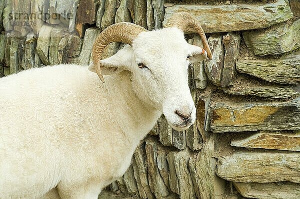 Einheimische Schafe  Wiltshire Horn neben Trockenmauer  North Yorkshire  England  Großbritannien  Europa