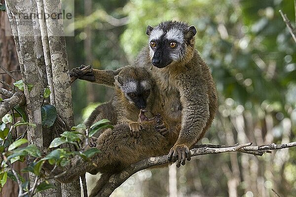 Weiblicher rotstirniger brauner Lemur mit Jungen  Madagaskar  Afrika