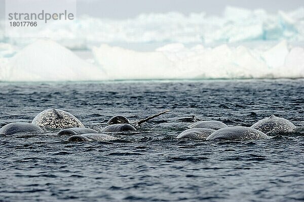 Eine Gruppe von Narwalen auf der Jagd nach einem Schwarm arktischer Dorsche (Monodon monoceros)  Baffin Island  Nunavut  Kanada  Nordamerika